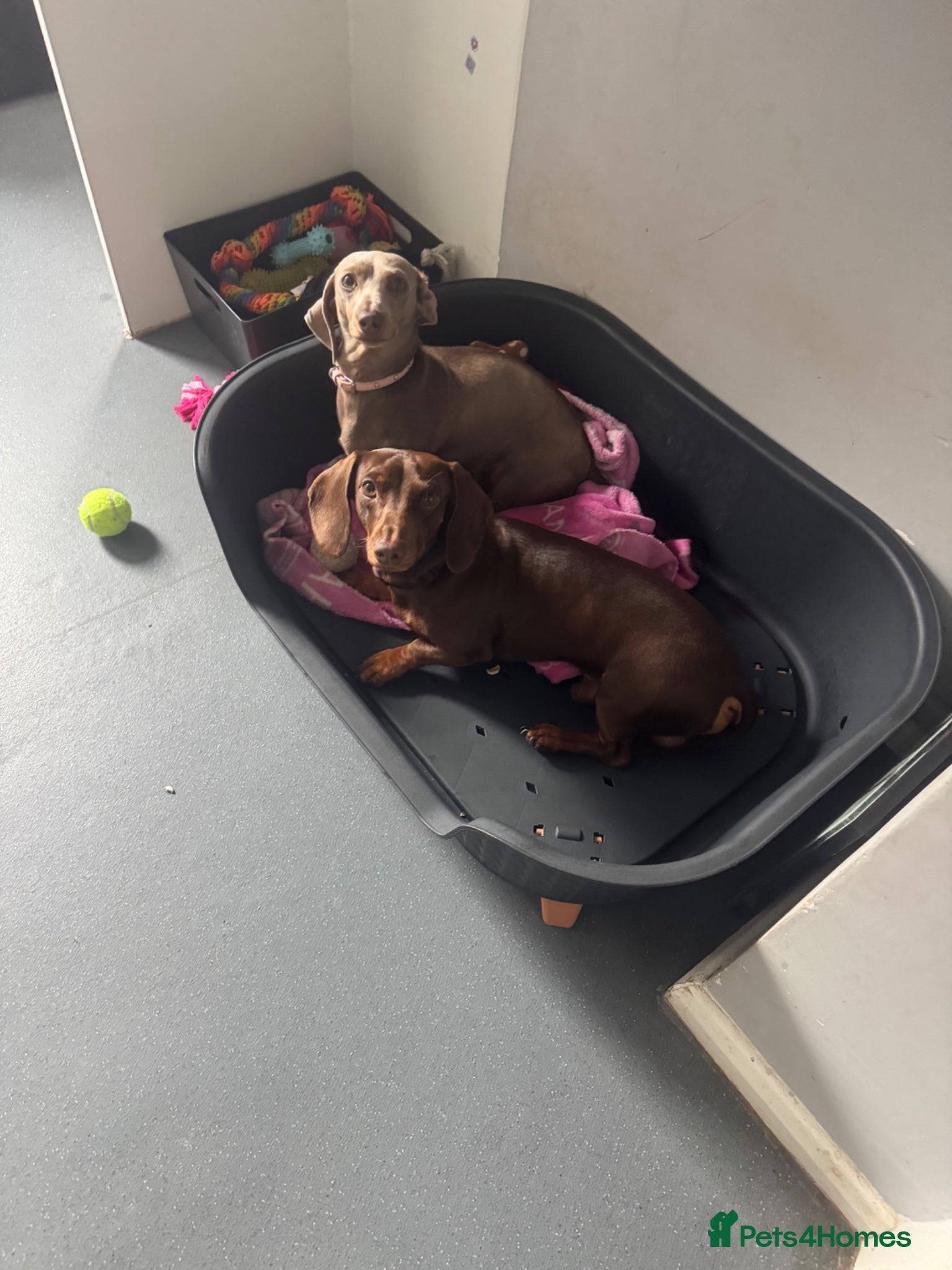 Miniature Dachshund dogs for sale: Mini dachshund  in Brighton - Advert 17