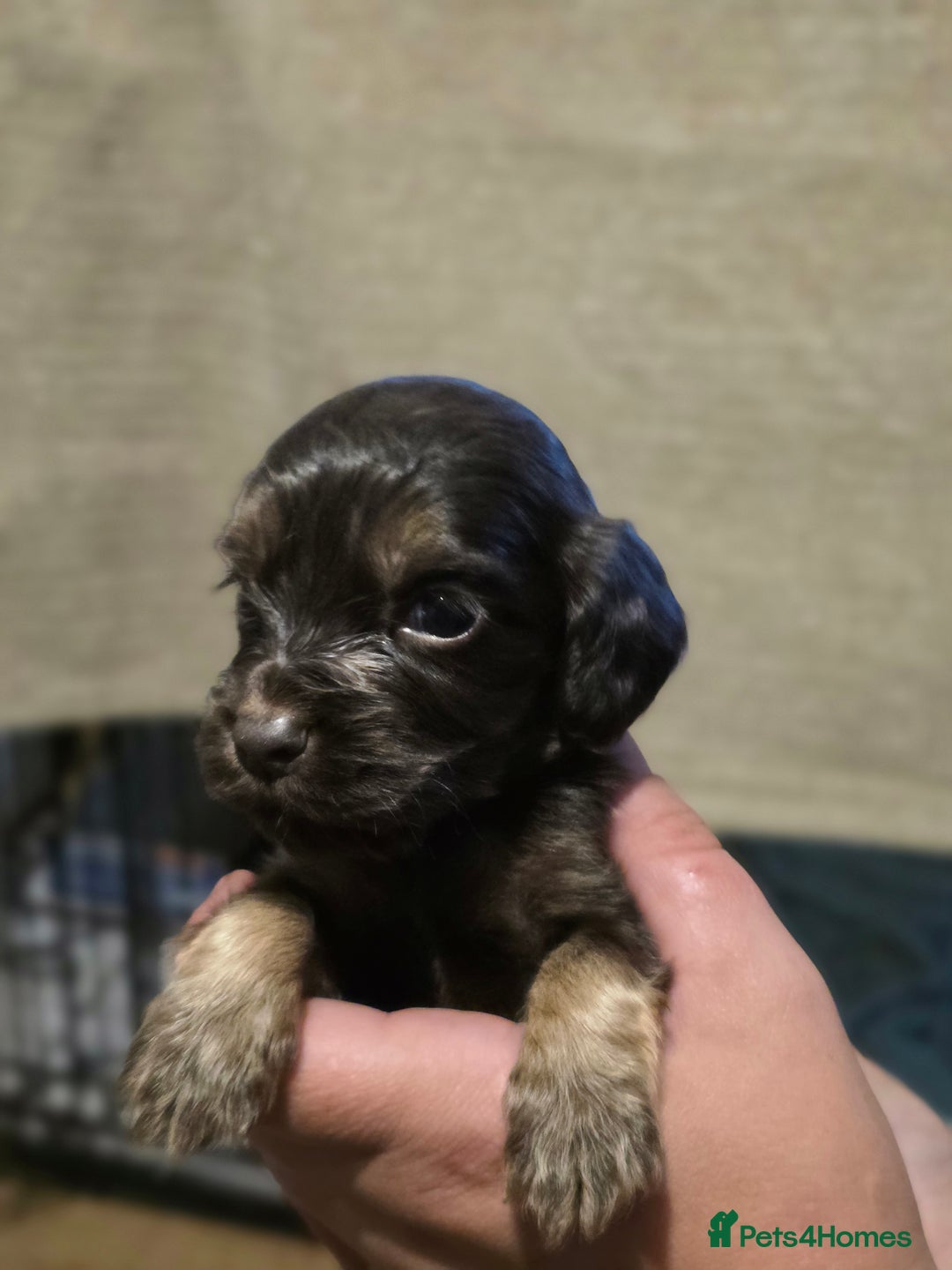 Cockapoo dogs for sale: Stunning f1b cockapoo puppies - Image 27