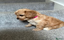 Cavapoo dogs for sale: Wonderful beautiful f1 champagne cavapoo babies  - Image 3