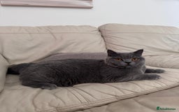 British Shorthair cats for sale: British shorthair Mimi Looking for a Loving Home  - Image 2