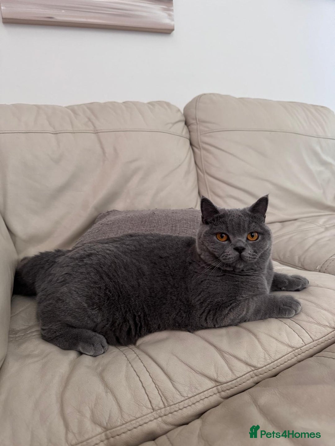 British Shorthair cats for sale: British shorthair Mimi Looking for a Loving Home  - Image 2