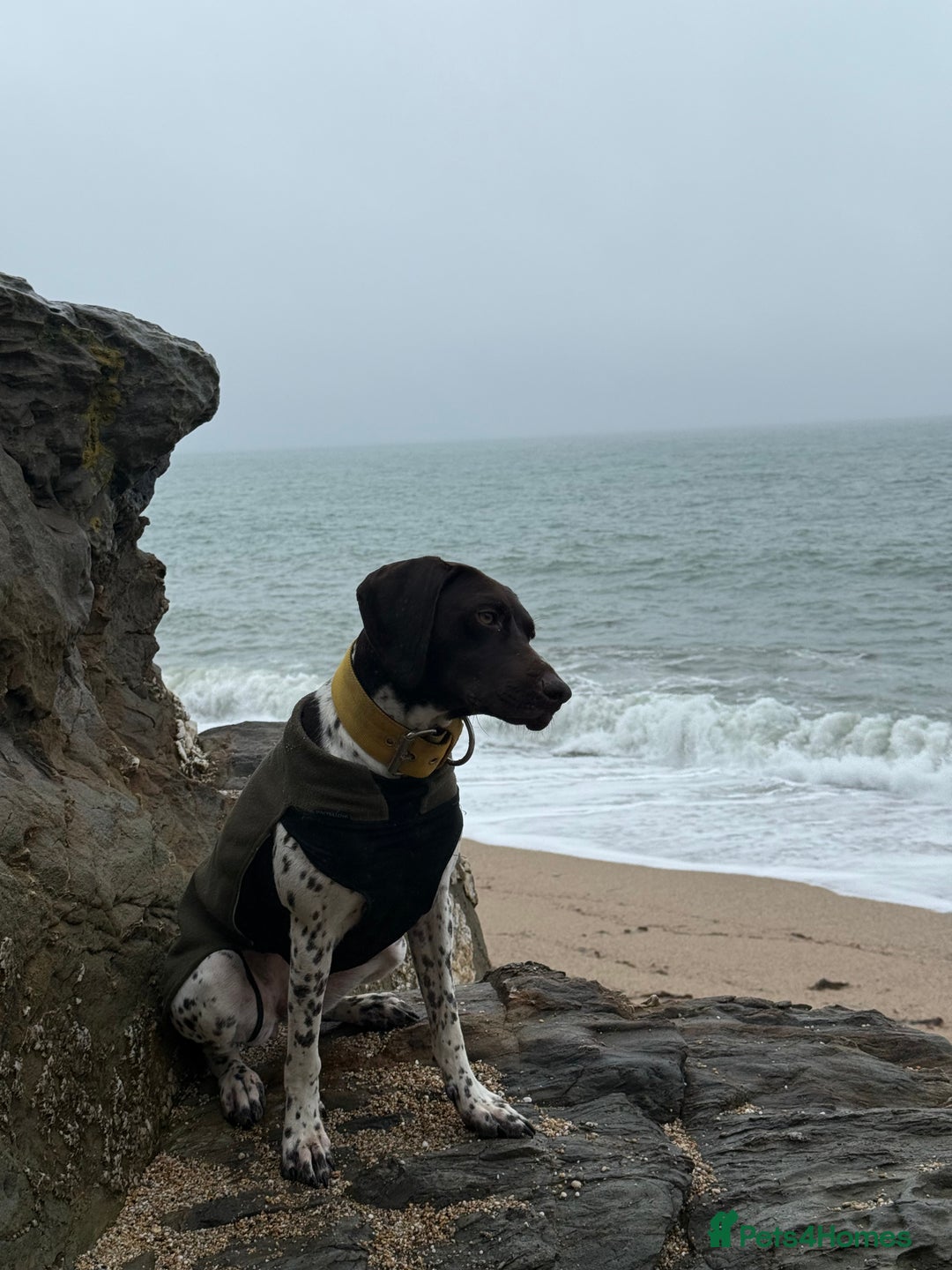 German Shorthaired Pointer dogs for sale: gsp for rehoms - Image 3