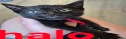 Mixed Breed cats for sale: Beautiful loved , healthy kitten's  in Bournemouth - Advert 5