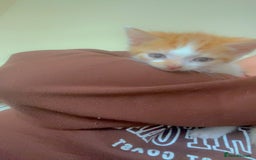 Mixed Breed cats for sale: 3 male kittens - Image 1