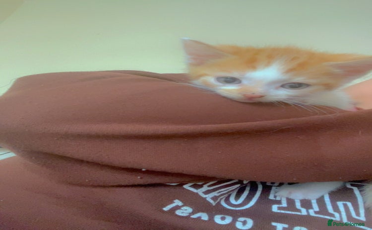 Mixed Breed cats - Advert 13