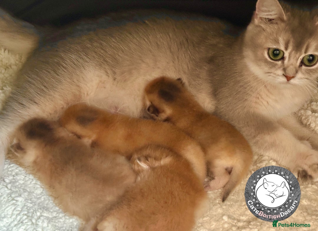British Shorthair cats for sale: BSH Golden kittens Show quality Ch line  - Image 1