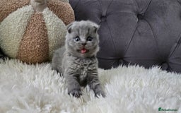 Scottish Fold cats for sale: 3 Beautiful Scottish Fold Kittens(Taki,Taco,Tango) - Image 18