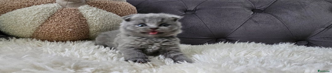 Scottish Fold Grey Boy Tango