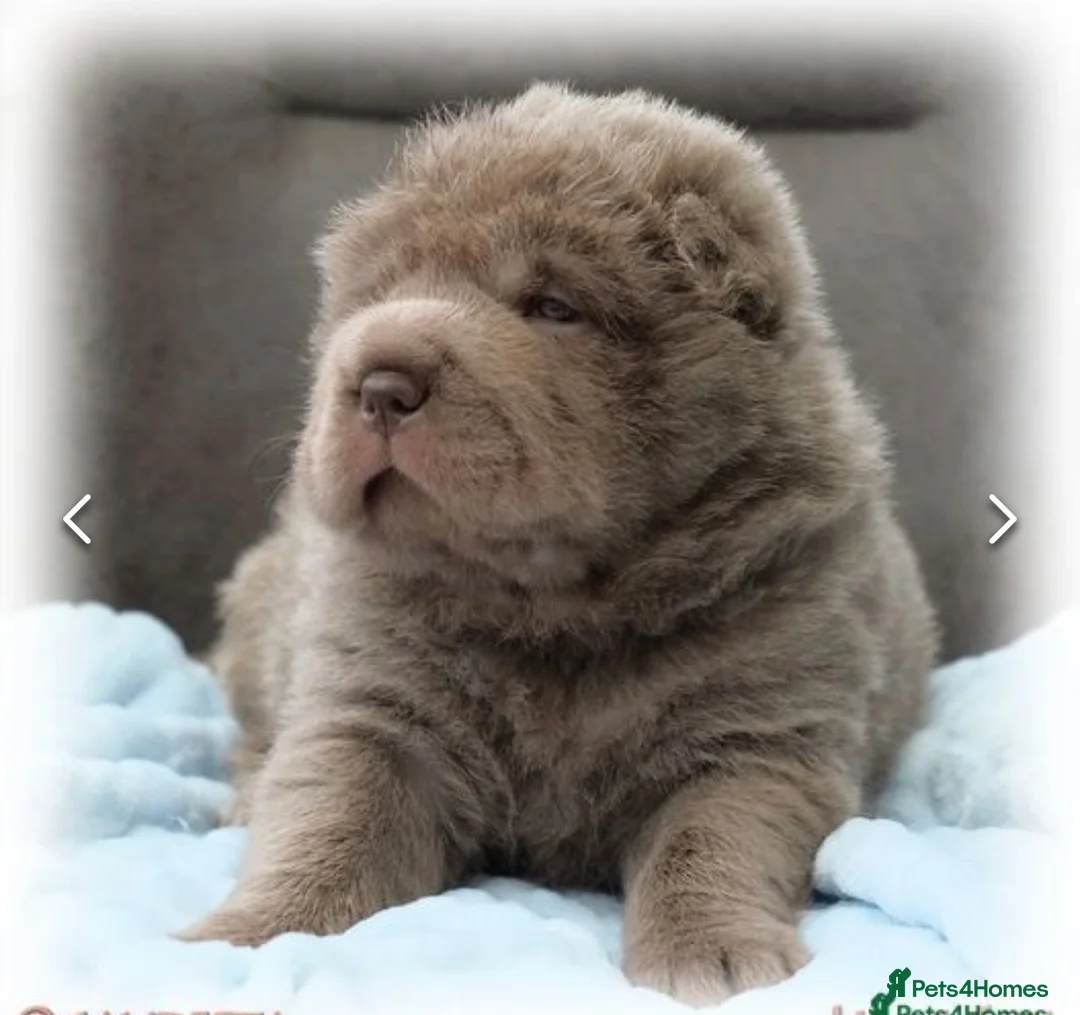 Shar Pei dogs for stud: BEST 🏆 Blue bear & chocolate & tan bear 🐻 in Hornchurch - Advert 28