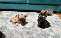French Bulldog dogs for sale: KcFrenchiePup-HealthTestedParents-Lastone-Readynow in Derby - Image 21