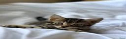 Mixed Breed cats for sale: 3 tabby kittens for sale - Advert 8
