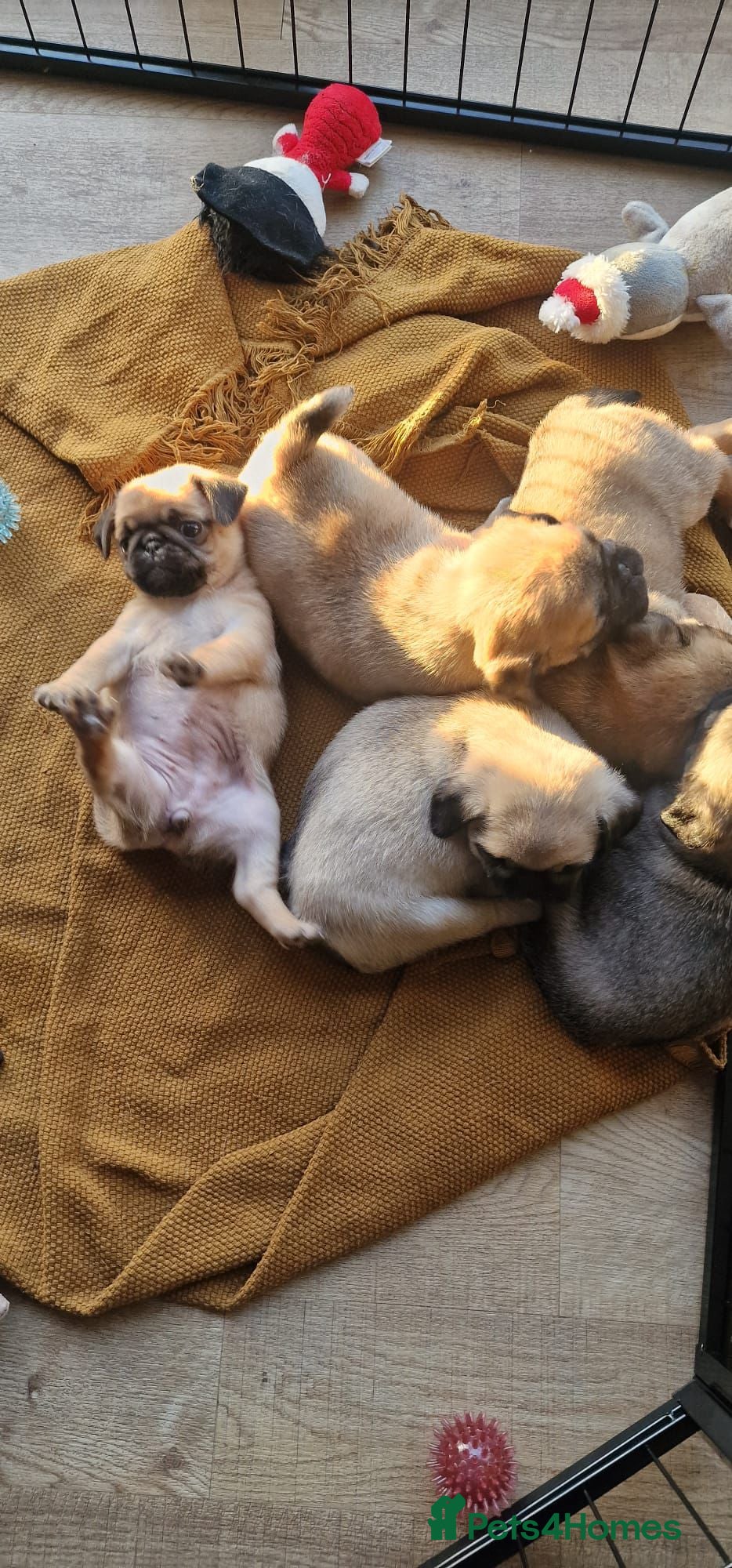 Pug dogs Pug/Japanese chin puppies  - Advert 2