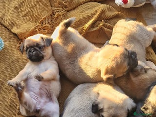 Pug dogs Pug/Japanese chin puppies - Advert 2