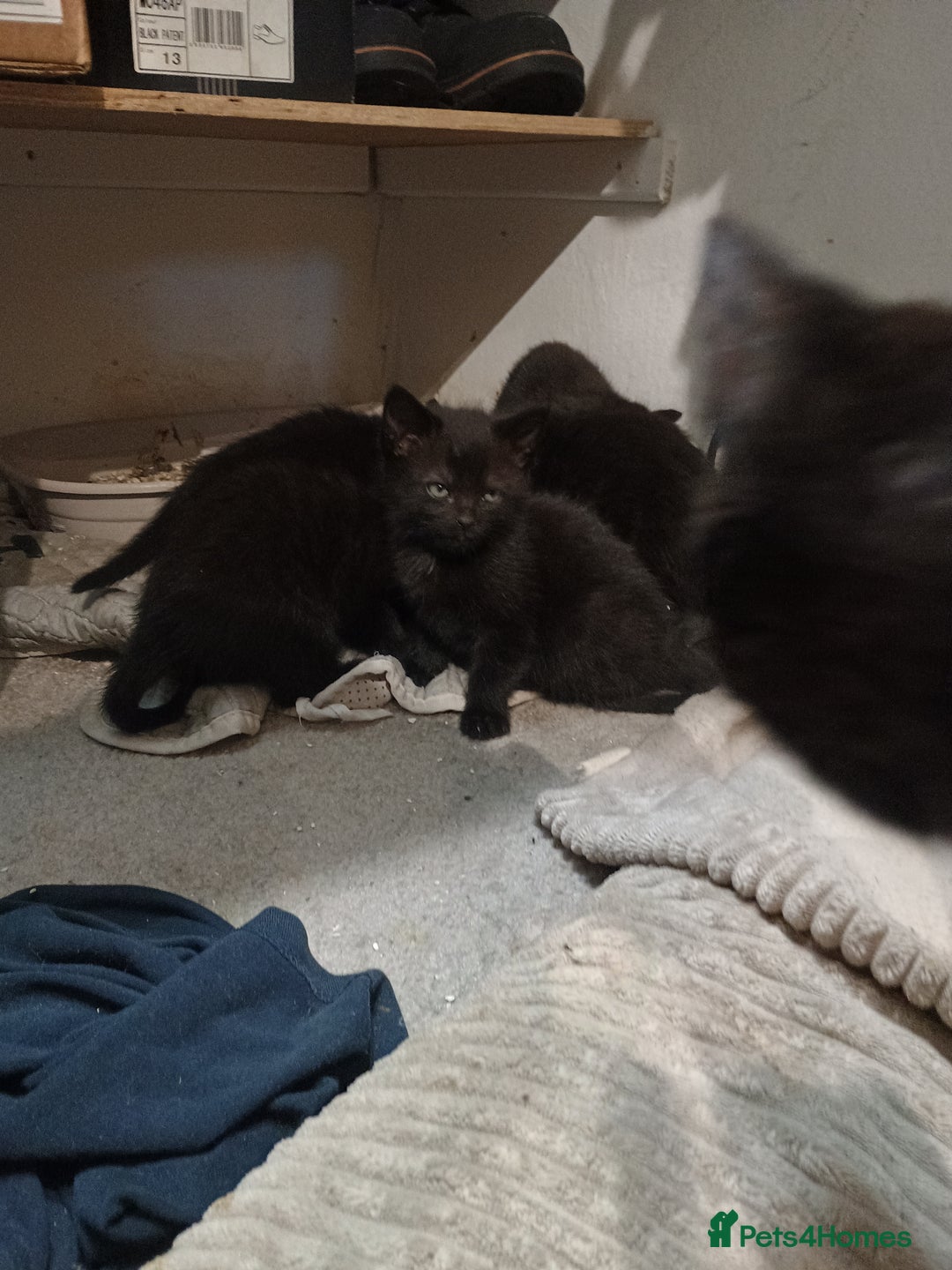 British Shorthair cats for sale: Black short hair kittens  - Advert 7