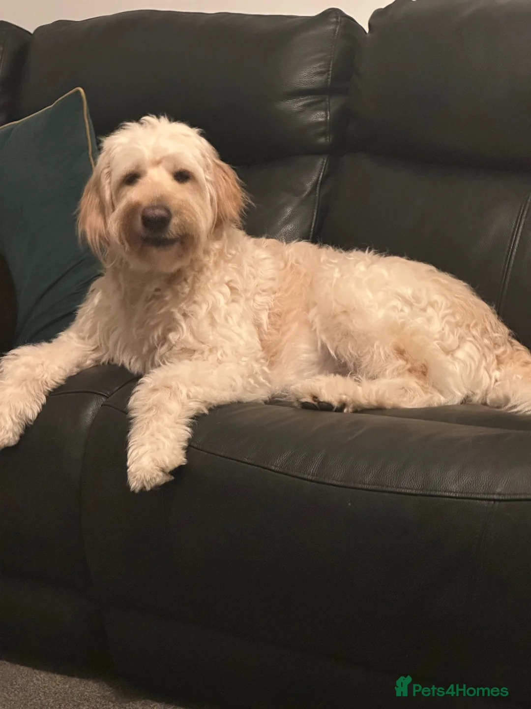 Mixed Breed dogs for sale: Labradoodles Pups  - Advert 1