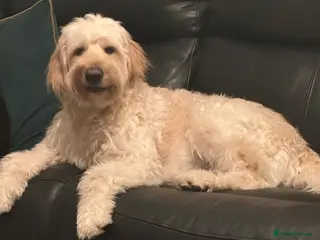 Mixed Breed dogs Labradoodles - Advert 2