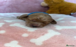 Cockapoo dogs for sale: 🌸3 gorgeous Chunky Cockapoos 🌸 - Image 19