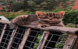 Mixed Breed cats for sale: Two adorable little girls  - Image 1