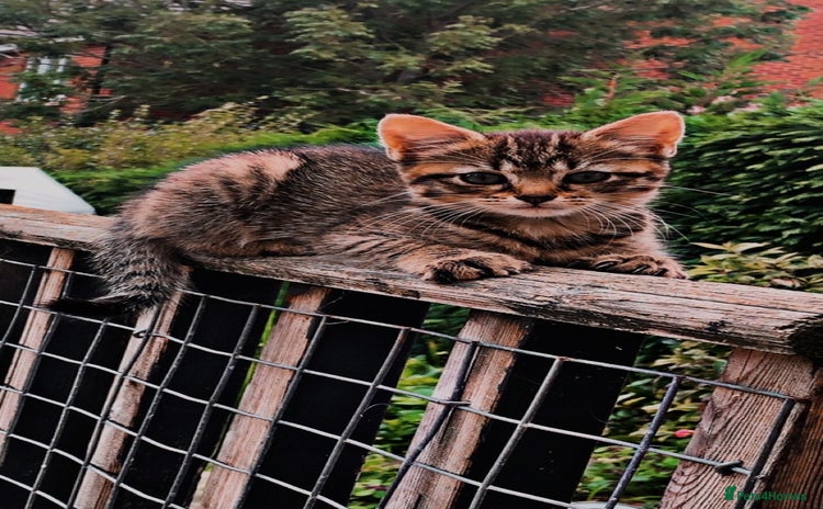 Mixed Breed cats - Advert 14