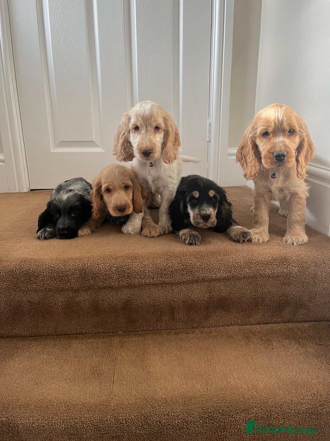Cocker Spaniel dogs for sale: Kc reg show cockers READY TO LEAVE NOW 1 BOY LEFT - Image 4