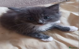 Ragdoll cats for sale: CUTE BLUE MITTED RAGDOLL KITTENS  - Image 8