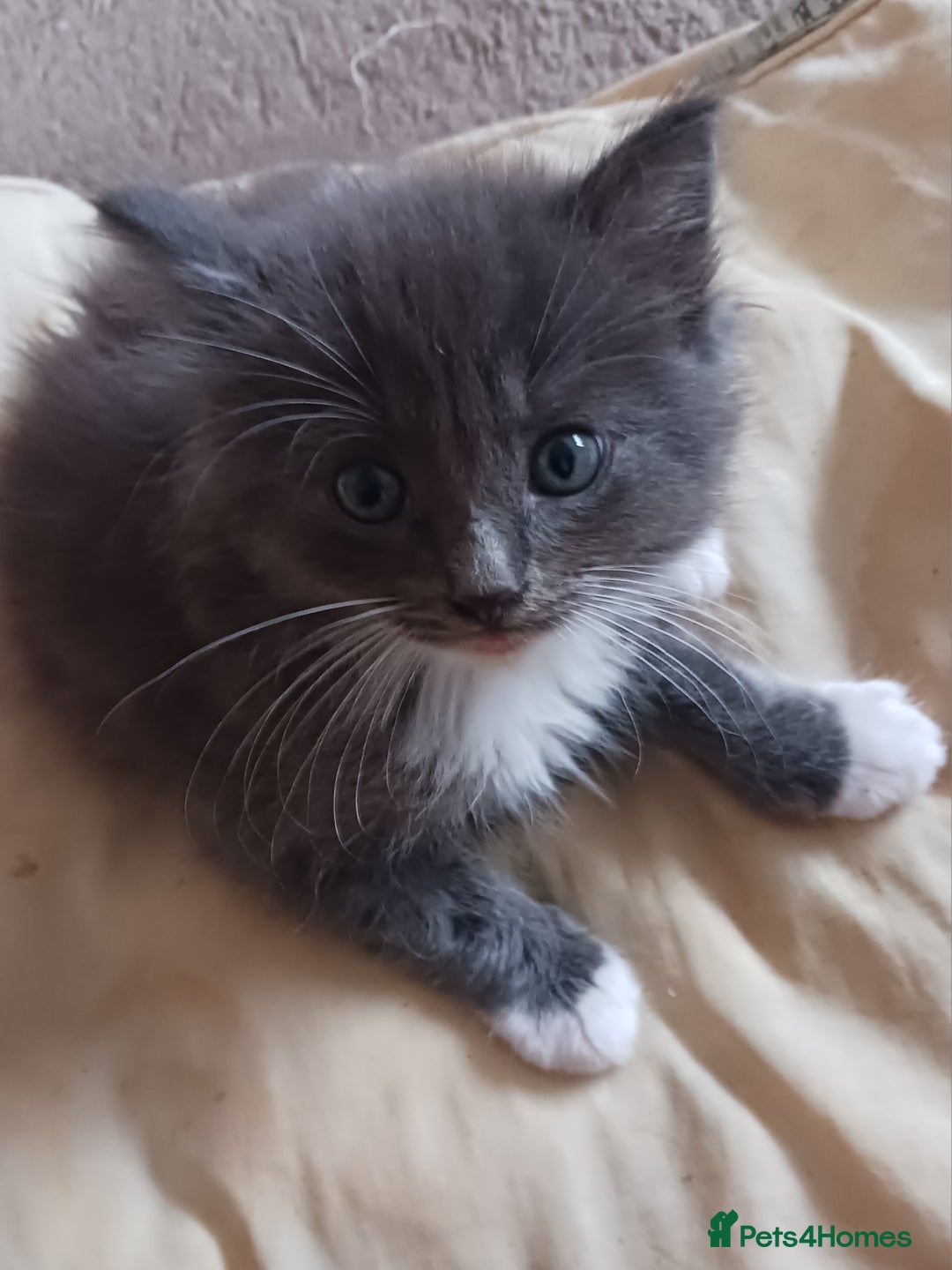 Ragdoll cats for sale: CUTE BLUE MITTED RAGDOLL KITTENS  - Image 8
