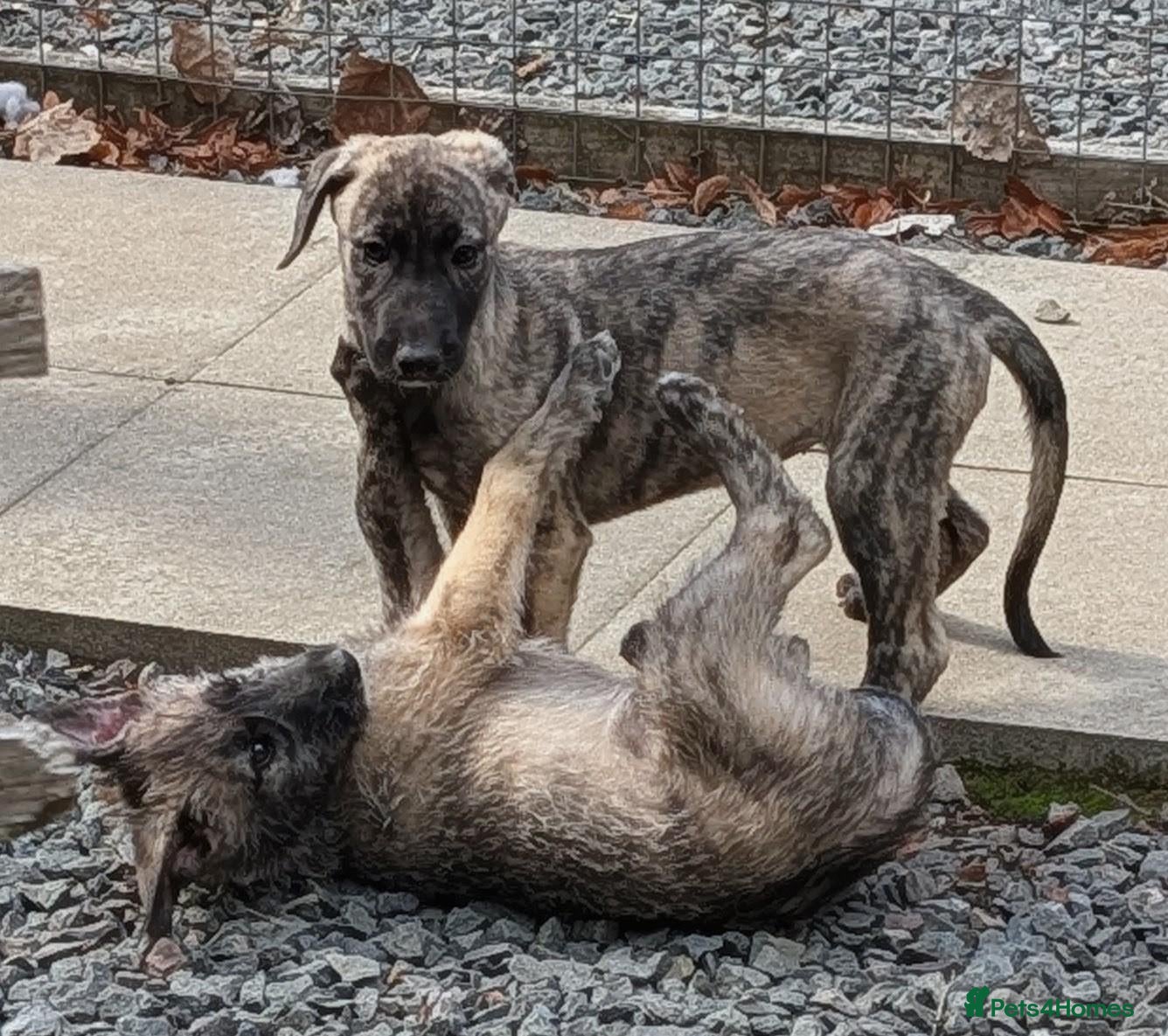 Irish Wolfhound dogs Wolfhound/Caucasian  - Advert 1
