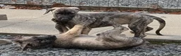 Irish Wolfhound dogs for sale: Wolfhound/Caucasian  - Advert 1