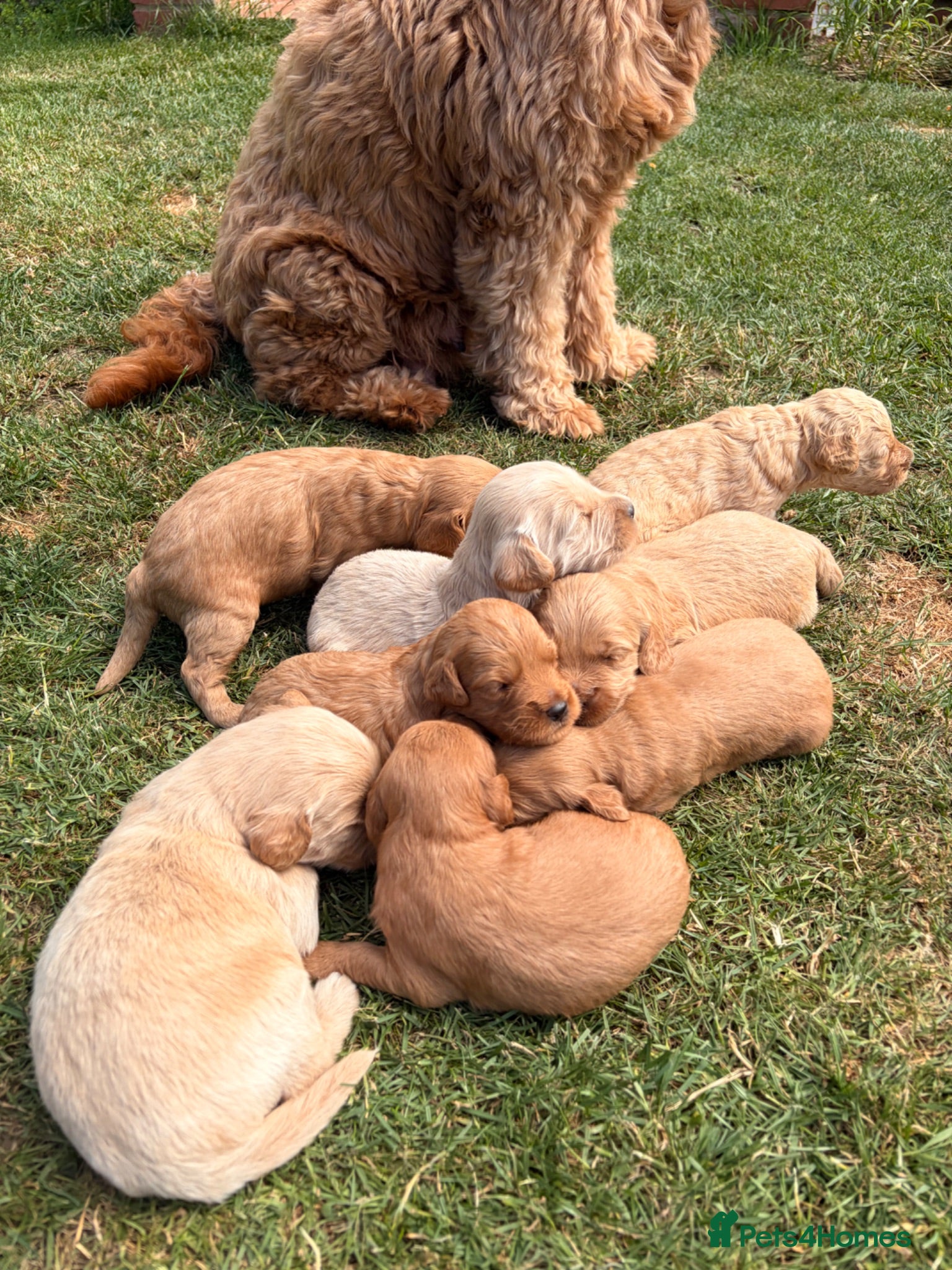 Mini Goldendoodle dogs F2 miniature goldendoodles - Advert 17