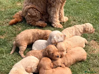 Mini Goldendoodle dogs F2 miniature goldendoodles - Advert 5
