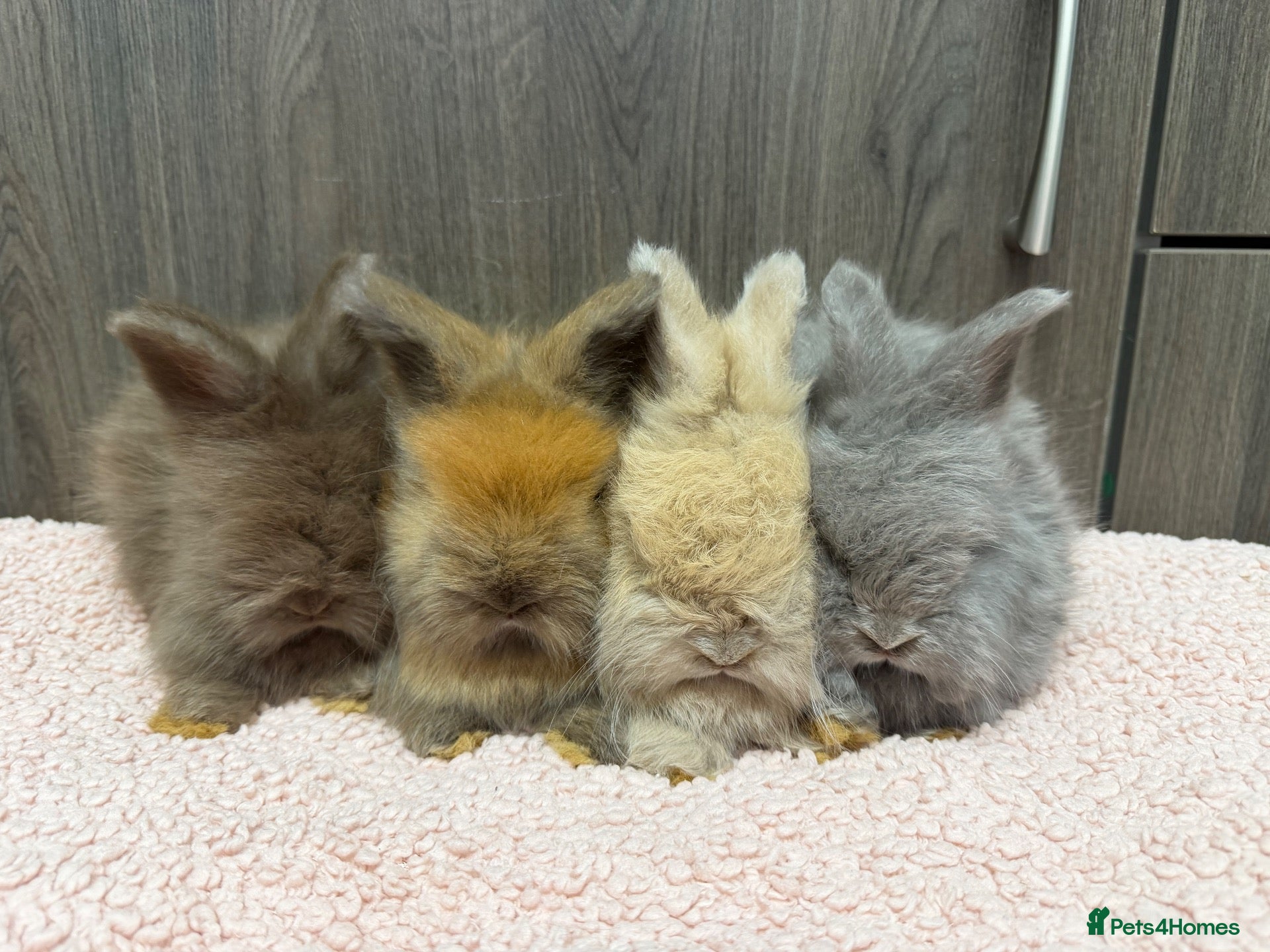 Angora rabbits Beautiful Baby Angoras Ready to Reserve - Advert 7