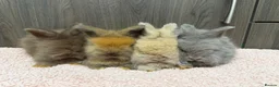 Angora rabbits for sale: Beautiful Baby Angoras Ready to Reserve - Advert 1