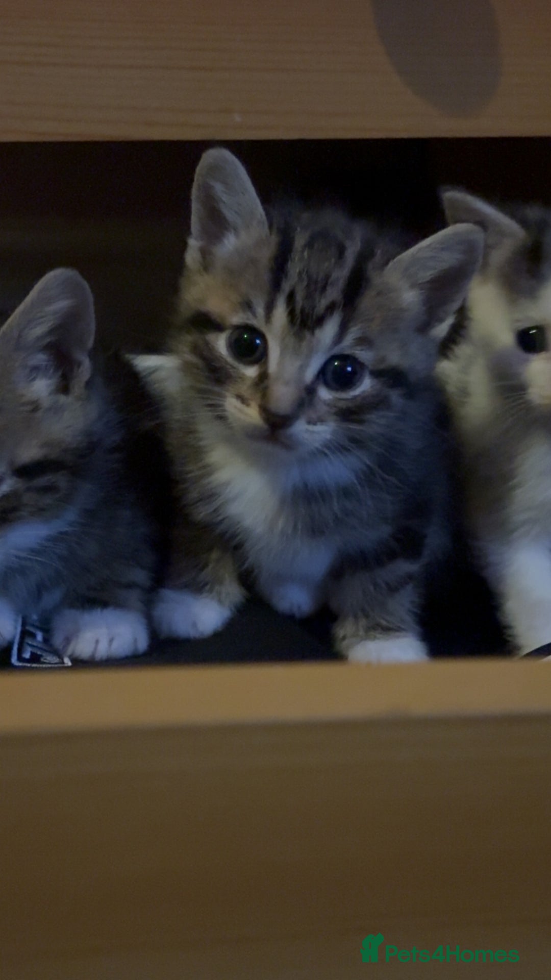 Mixed Breed cats for sale: Kittens for sale :) - Advert 10