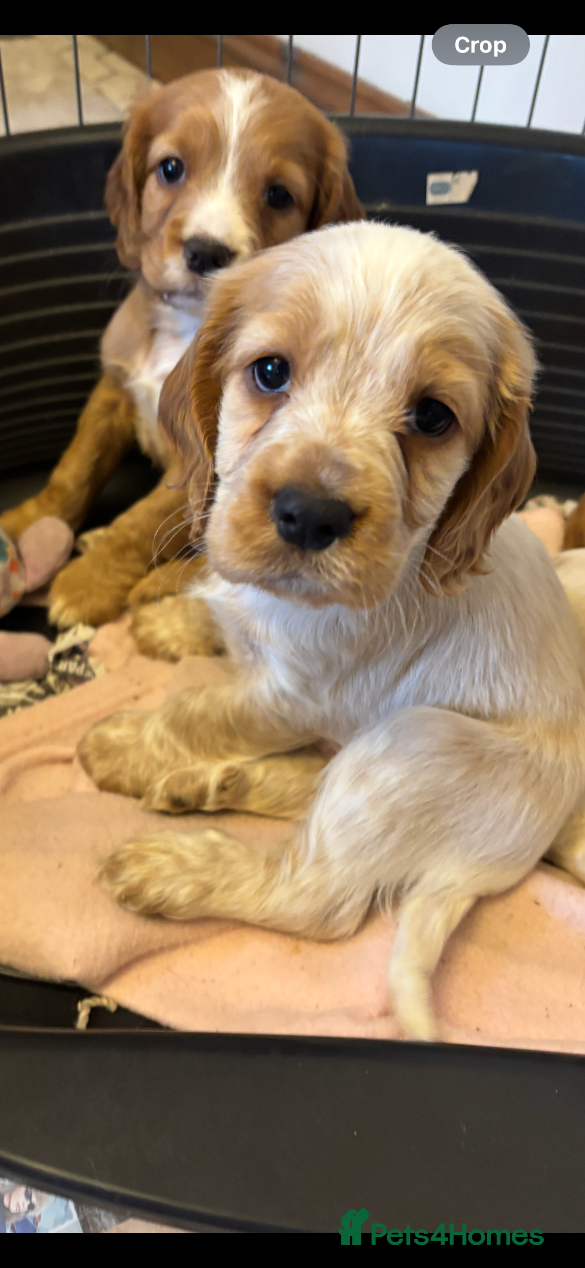 Cocker Spaniel dogs KC reg cocker spaniels  - Advert 3