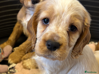 Cocker Spaniel dogs KC reg cocker spaniels - Advert 3