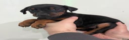 Dobermann dogs for sale: Ready to go Friday night  - Advert 15