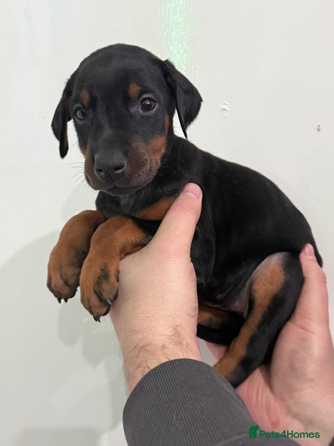 Dobermann dogs for sale: Ready to go Friday night  - Advert 15