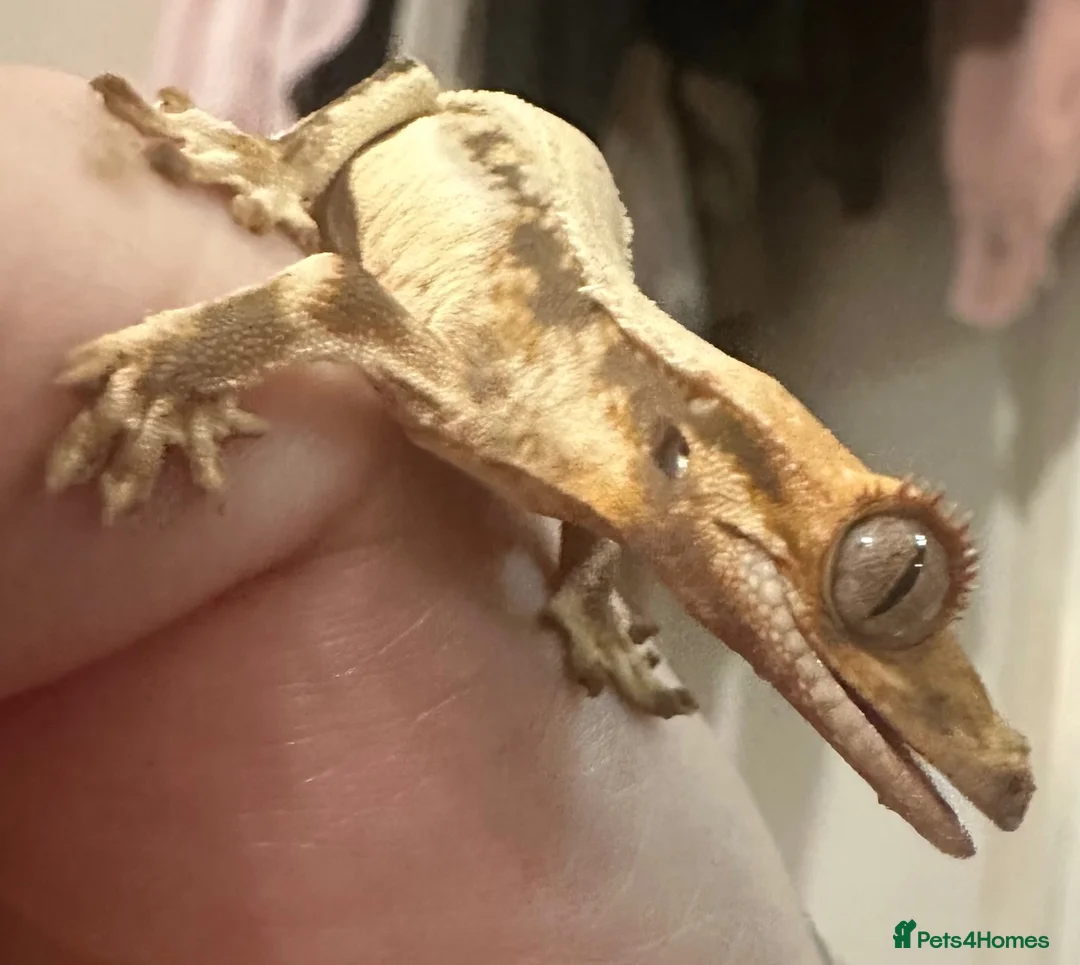 Gecko reptiles for sale: Baby crested gecko and full setup  - Advert 3