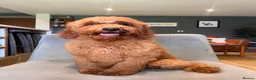 Labradoodle dogs for sale: Mini Irishdoodle Ready now! health tested parents  - Advert 13