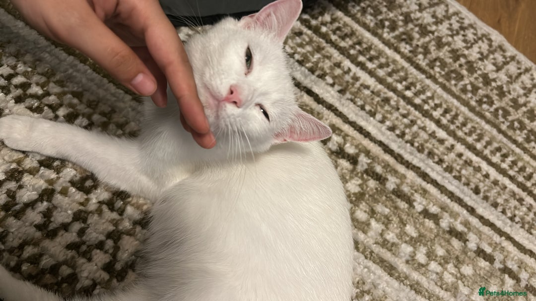 Domestic Shorthair cats for sale: Beautiful female spayed white cat - Image 4