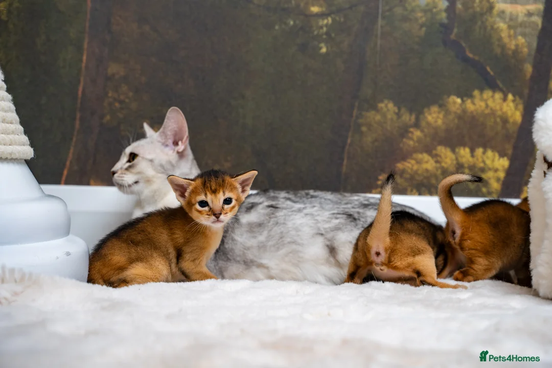 Abyssinian cats for sale: Ruddy Abyssinians Kittens-Outstanding Pedigree  - Advert 12