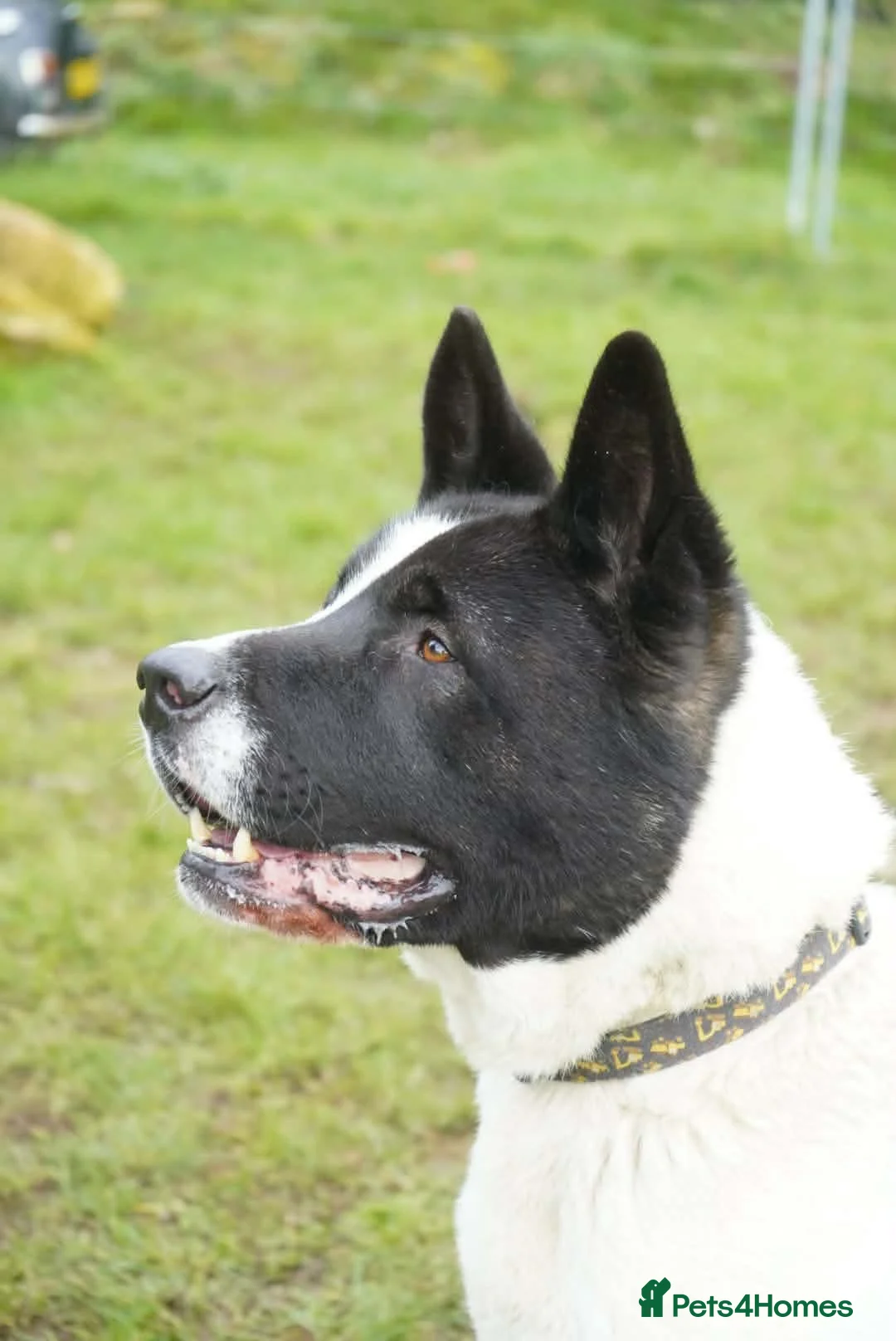 Akita dogs for adoption: Simba - Advert 1