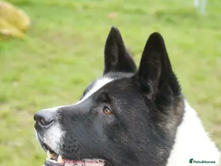 Akita dogs Simba - Advert 4