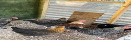 Chickens poultry for sale: Point of Lay and Laying Chickens - Advert 2