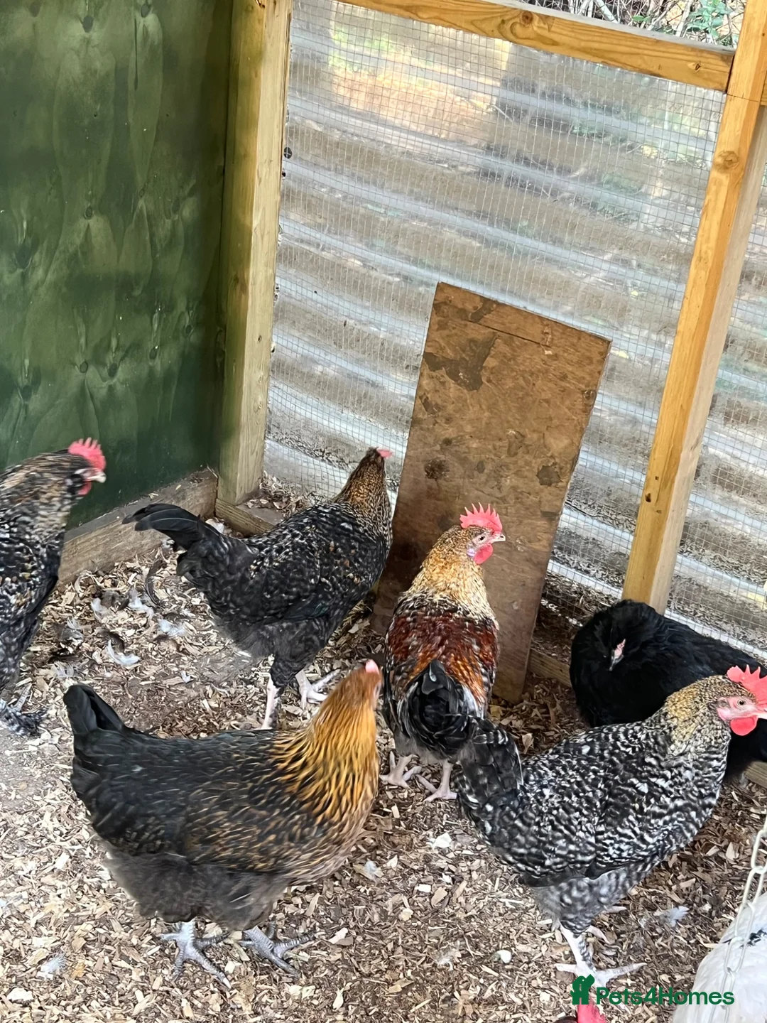 Chickens poultry for sale: Point of Lay and Laying Chickens - Advert 2