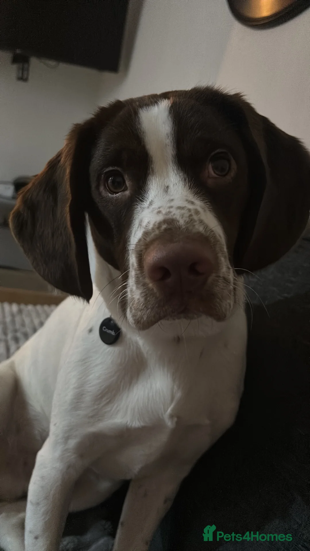 Mixed Breed dogs for sale: Springer Spaniel X Beagle Milo in Cardiff - Advert 1