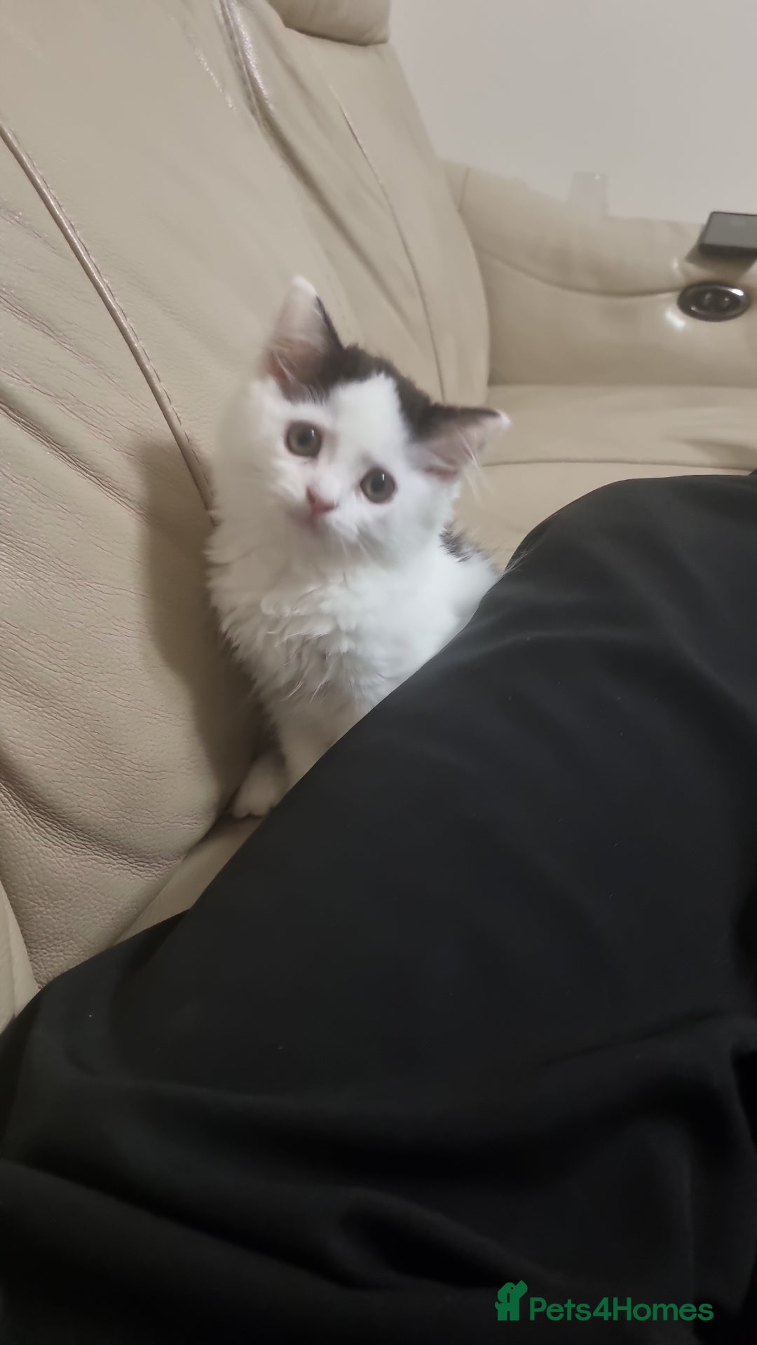 Ragdoll cats for sale: Female Kitten - Image 3