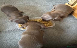 Miniature Dachshund dogs for sale: Stunning mini sausages!  - Image 1
