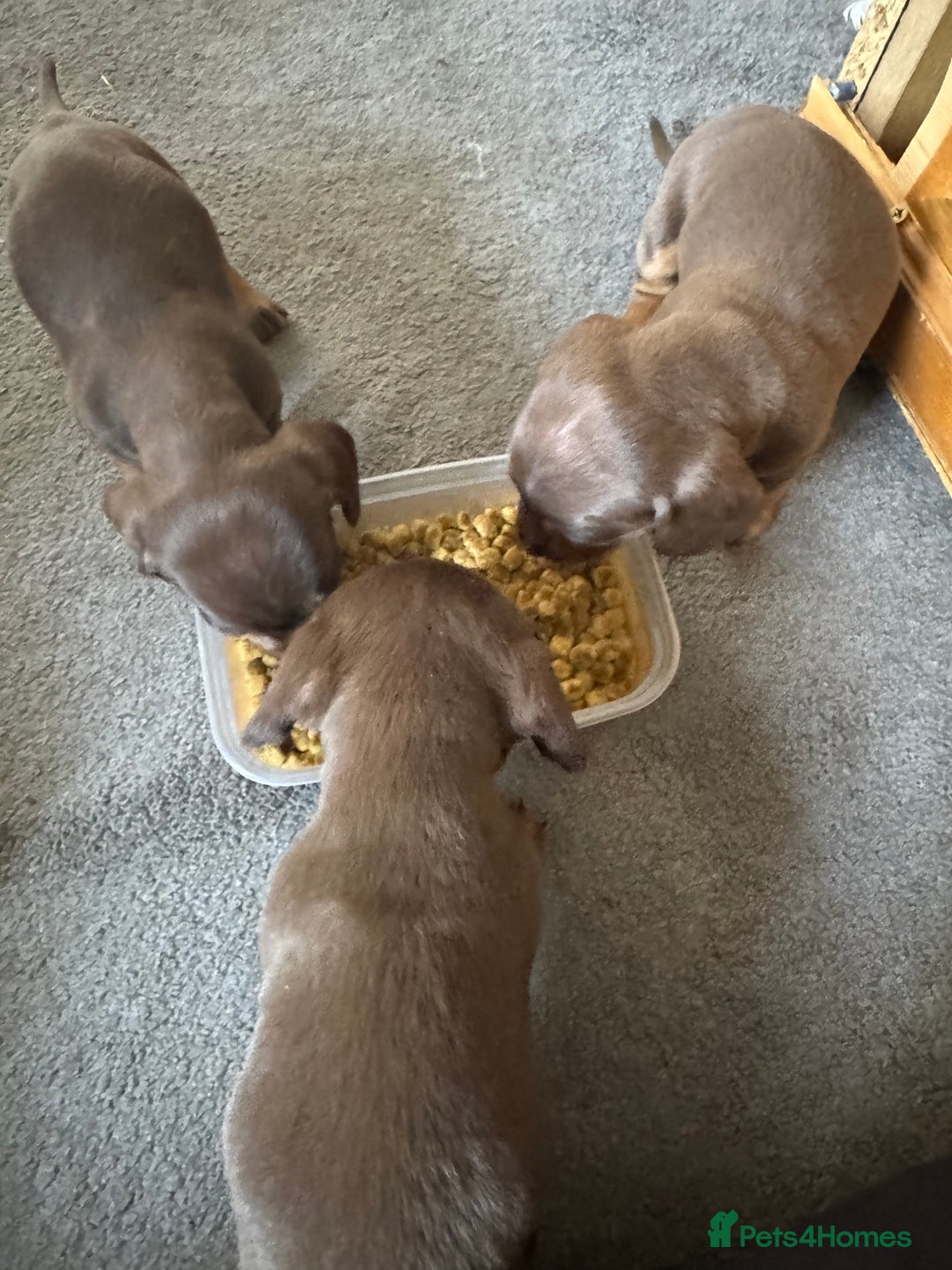 Miniature Dachshund dogs for sale: Stunning mini sausages!  - Image 1