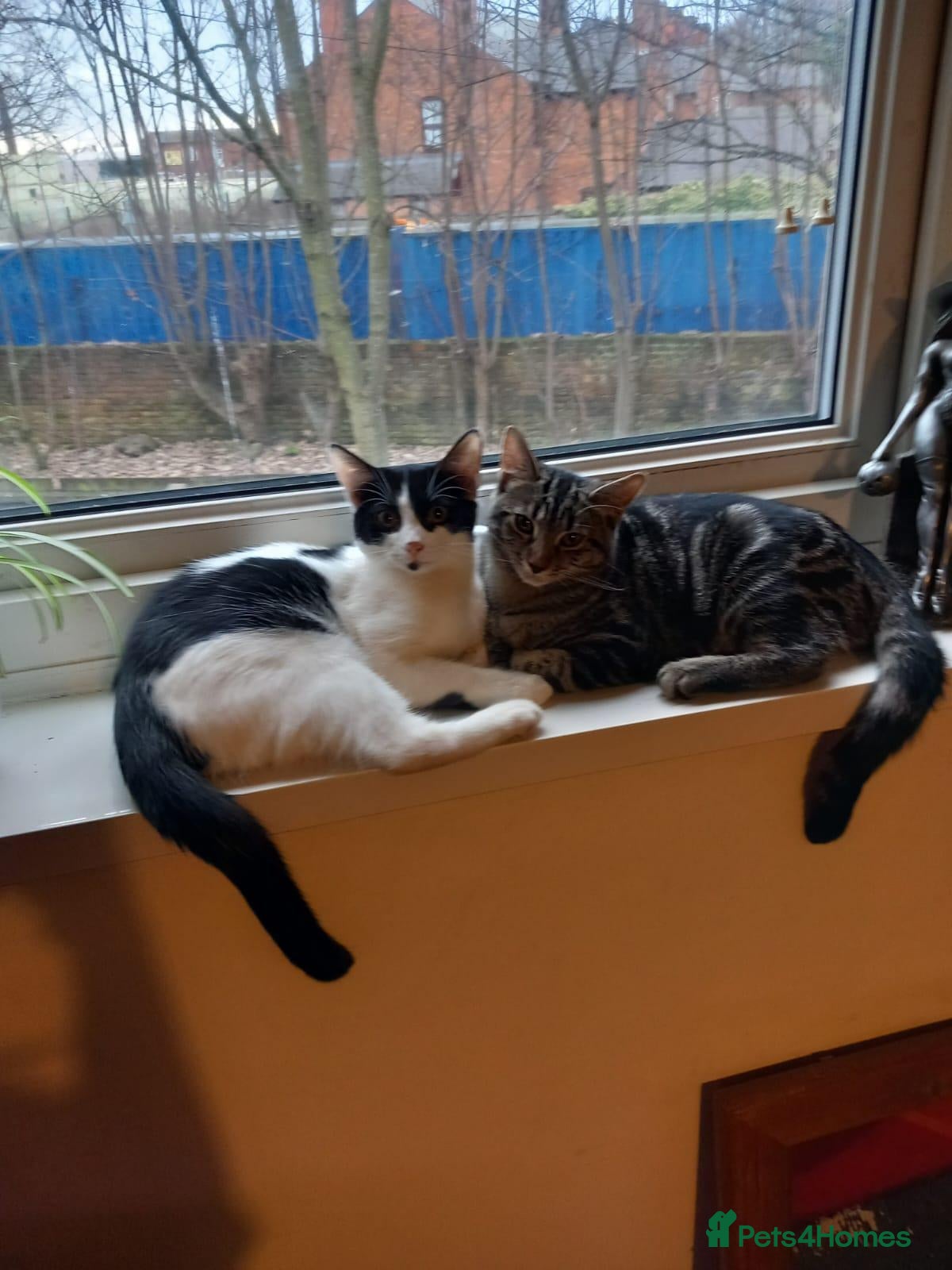 Mixed Breed cats Two female indoor cats Daisy and Tiggie - Advert 2